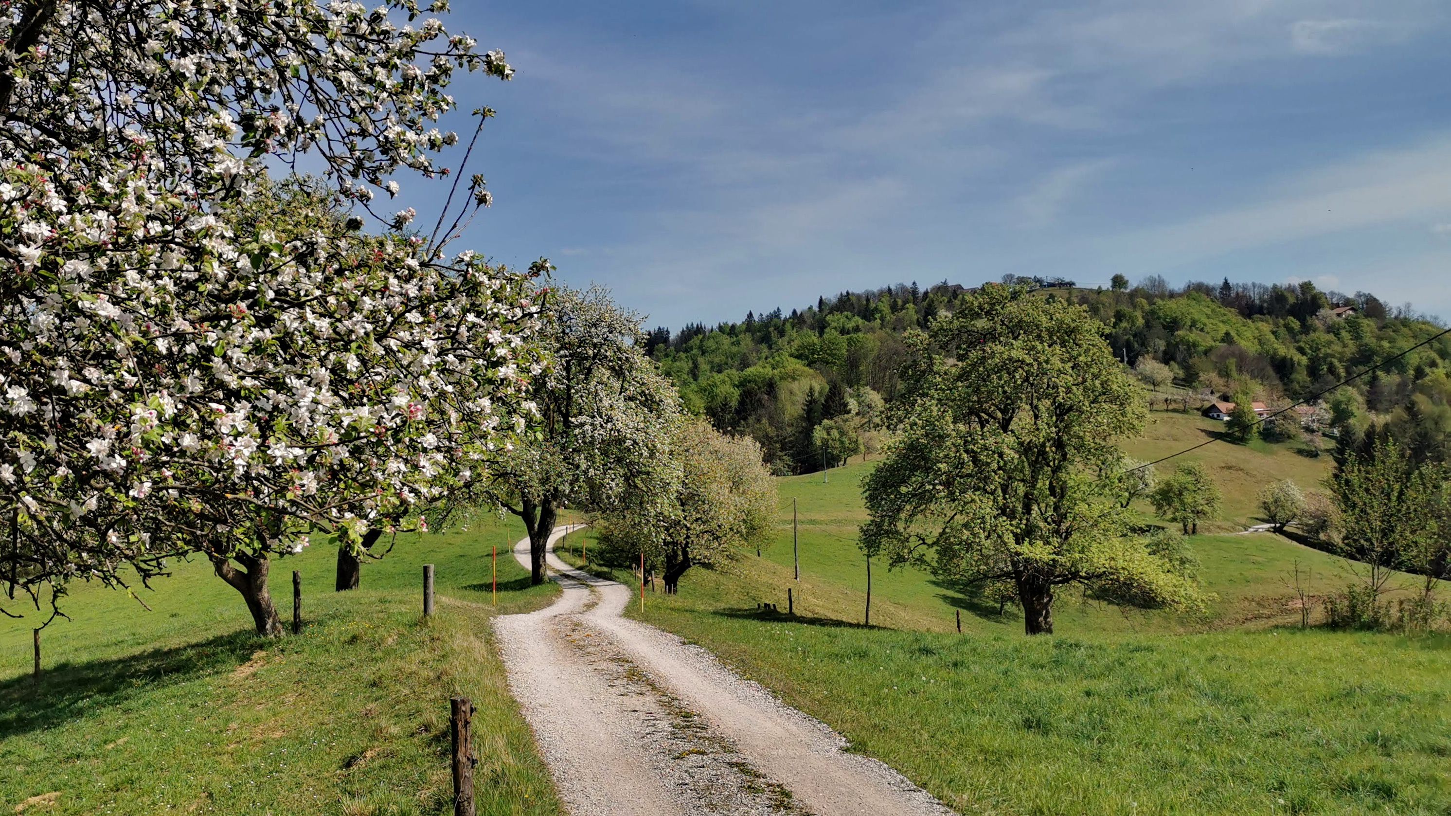 Sadnega drevja je kakopak veliko povsod, kamor lahko posije sonce, seveda pa je najlepše, ko vse to spomladi cveti.